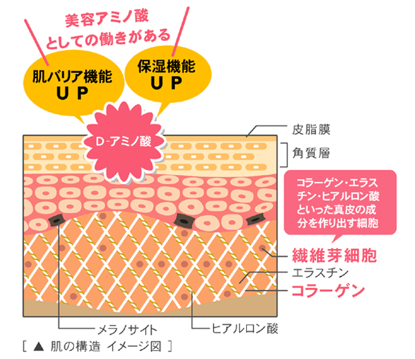 美容アミノ酸とは？